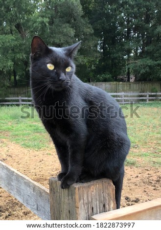 Black cat on wood fence post