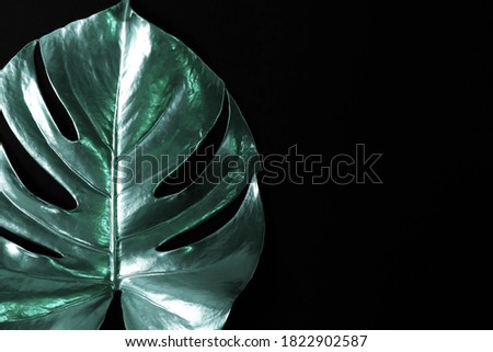 Tidewater Green color monstera leaf on black background  top view. Metallic paint leaf close up. copy space. abstract poster.