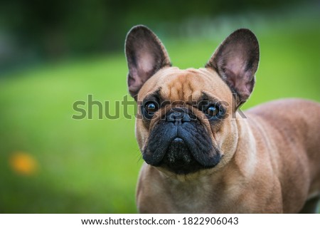 French bulldog posing outside in green background. Purebreed bulldog standing	 Royalty-Free Stock Photo #1822906043