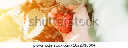 ripe strawberry in a child's hand on organic strawberry farm, people picking strawberries in summer season, harvest berries. banner. flare