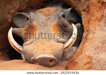 A Warthog sleeping in it's burrow, taken on Safari in South Africa Royalty-Free Stock Photo #1822919426