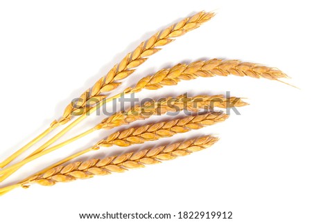 a bright closeup of a bunch of golden ripe dinkel hulled wheat Spelt Spelt (Triticum spelta dicoccum) rye grain relict crop health food ready for harvest isolated on white Royalty-Free Stock Photo #1822919912