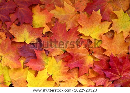 Autumn multicolored maple leaves background. Royalty-Free Stock Photo #1822920320