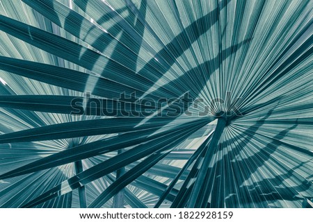 tropical leaves, abstract nature background, blue toned process Royalty-Free Stock Photo #1822928159
