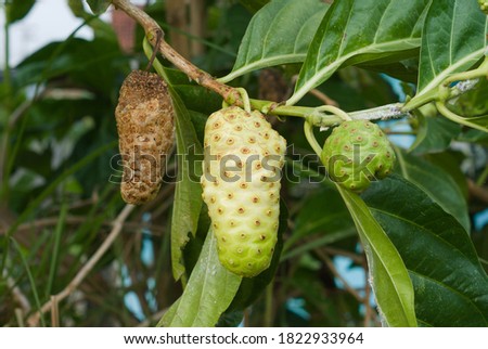 Noni. Various pictures showing the development of noni fruit. Noni fruit has many benefits, especially as an antioxidant because it contains high vitamin C