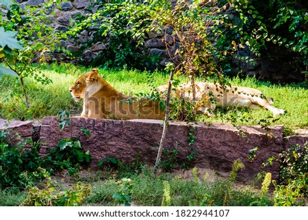 Two lionesses (Panthera leo) resting among green vegetation