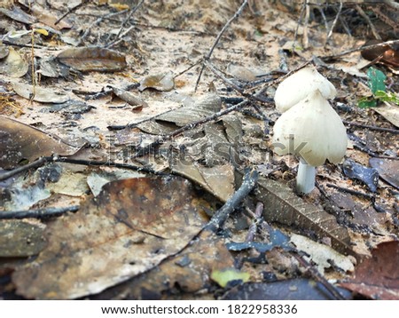 Close up picture of termite mushroom in the forest at the countryside of Thailand.