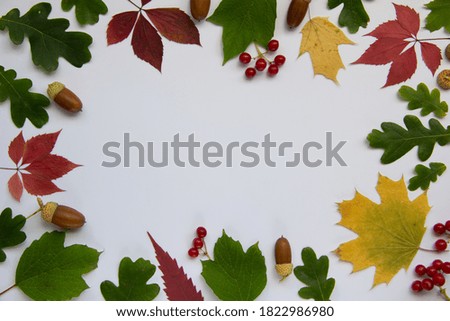 Trendy layout with autumn leaves, acorns, viburnum berries on a white background. Autumn concept with creative copy space. Top view, flat lay.