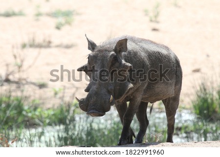 warthog frontal picture