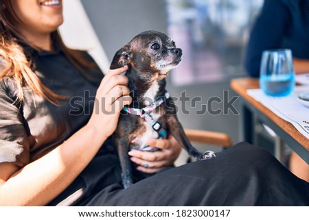 Woman holding cute chihuahua dog sitting at restaurant