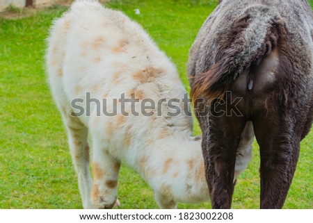 Suckling llama Baby with Mother 