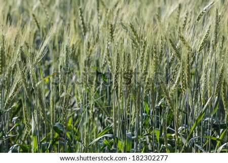 barley fields In the morning, asia, thailand