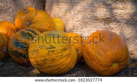 Big harvest of ripe pumpkin,Halloween decorations,beautiful pumpkin.