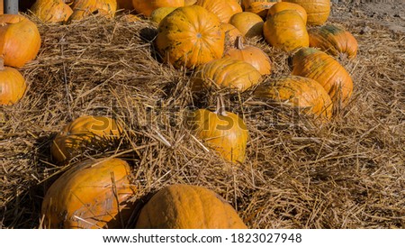 Fodder pumpkin,ripe pumpkin harvest,decorations for halloween.