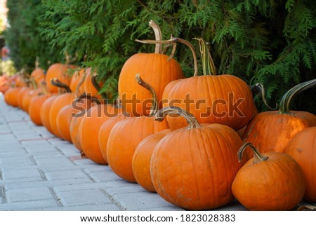 
pumpkins for halloween or why not for a tasty meal