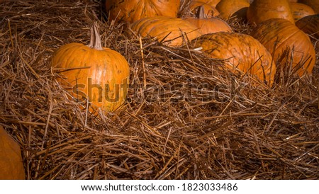 Harvest ripe orange pumpkin,natural pumpkin decoration for halloween.