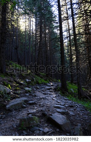 Beautiful nature, forest covered not high mountains of the Carpathians, shooting with large stones. Ukraine