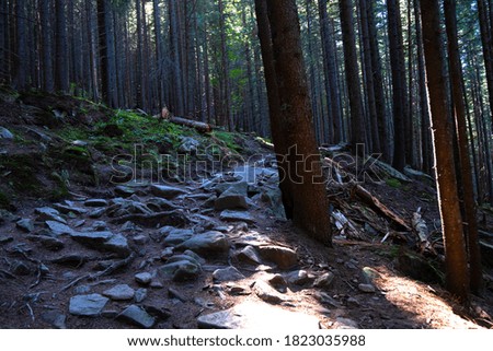 Beautiful nature, forest covered not high mountains of the Carpathians, shooting with large stones. Ukraine
