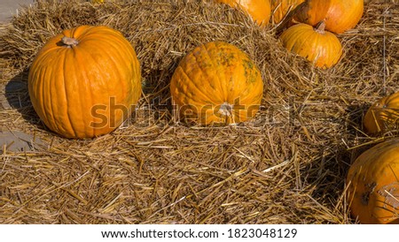 Halloween decorations from pumpkin in hay,ripe pumpkin harvest.