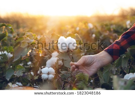 Young farmer woman harvests a cotton cocoon in a cotton field. The sun goes down in the background. Royalty-Free Stock Photo #1823048186
