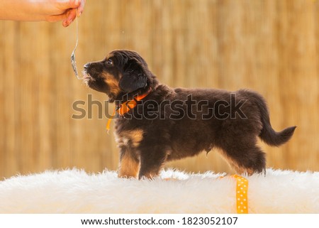 black and gold Hovie, dog hovawart puppy licks a spoon with cream