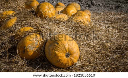 Pumpkin in hay,harvest of pumpkin seeds,Halloween decorations.