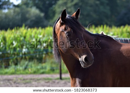 A portrait of a horse looking back, aginst a background of a cornfield and trees
