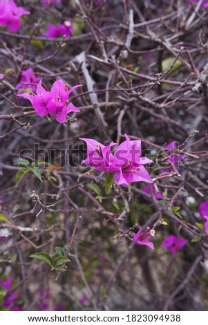 Bougainvillea flower in the garden. Pink bougainvillea flowers against a backdrop of dry tree branches