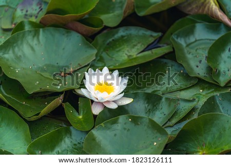 Photo of the Water Lily with Green Leaves Surrounding it in the Pond - Concept of the Peace, Harmony and Meditation