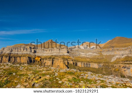Chamois in autumn in Ordesa and Monte Perdido National Park, Spain