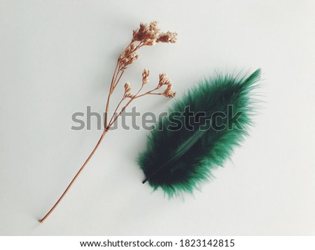 Feather texture background, layout for text. One green decorative feather, a branch of dried flowers on a light background. Place for your text, top view. 