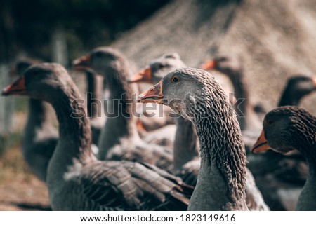 A family of beautiful grey Perigord geese with an orange beak. Portrait of a goose, charming village birds with feathers and beak. A flock of geese looks at the camera and poses.