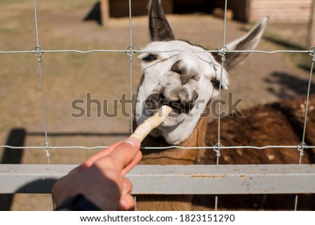 a man feeds llama through a cage