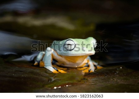 Javan tree frog front view on water lily, rachophorus reinwardtii