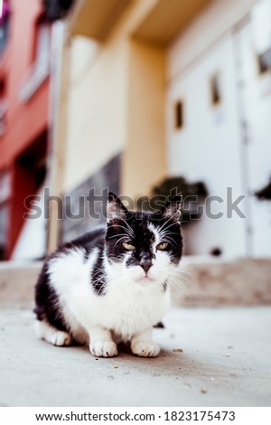 Black and white alley cat on the street