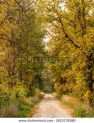 Autumn scene with colorful bright  yellow trees, country road and long grass in September in Latvia