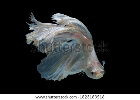 Thailand Fancy Betta fish pure white colour isolated on black background