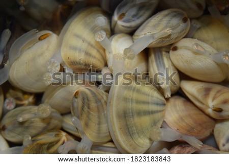 Alive seashell closeup pile. Underwater picture of marine animals. Fresh Seafood background