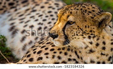 portrait of one cheetah in the wilderness of South Africa during a safari 