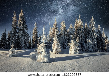 Majestic landscape with forest at winter night time with stars in the sky. Scenery background.