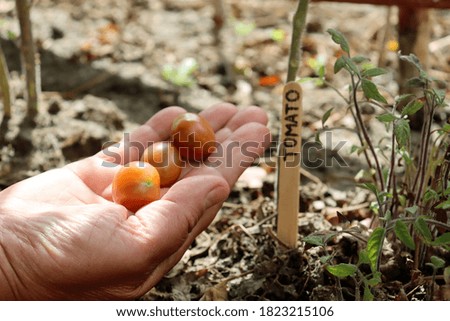 Cherry tomatoes on woman's hand, with tomato plants growing in the background. Wood garden marker.