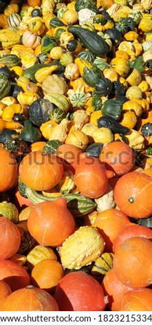 a full picture of many different pumpkins