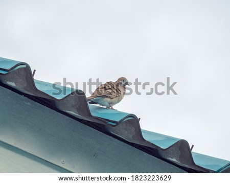  close up, the pigeon on the roof after the rain in the evening, in Thailand.