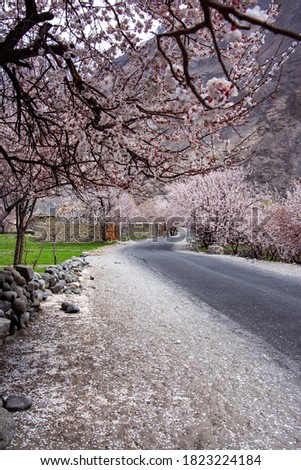 beautiful landscape photography of blossom trees and springtime flowers of spring season  