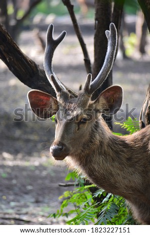 deer picture for dextop/Mobile wallpaper