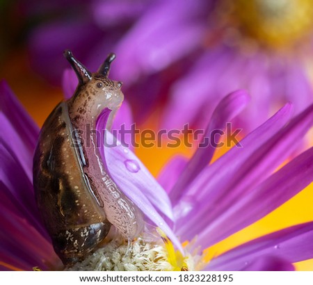 Snail on a beautiful flower postcard. Close up.
