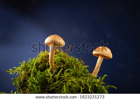 small mushroom on blue background studio shot