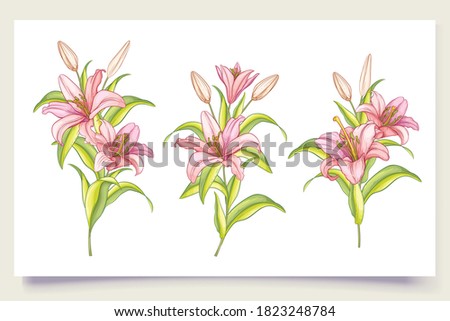 beautiful hand drawn lily flowers illustration 