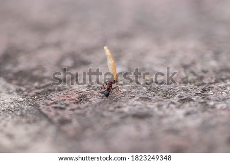 ant carrying food to nest