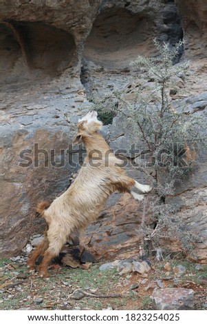 Picture of a goat on a mountain